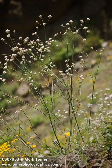 Eriogonum nudum