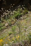 Eriogonum nudum