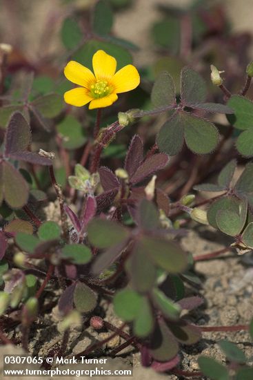 Oxalis corniculata