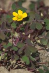 Creeping Wood Sorrel