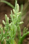 American Glasswort