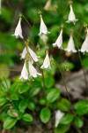 Linnaea borealis