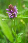 Prunella vulgaris