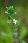 Common Eyebright