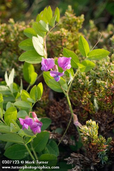 Vicia americana