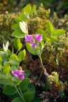 American Vetch