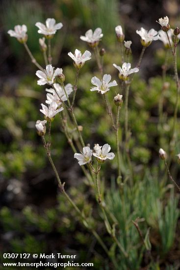 Arenaria capillaris ssp. americana