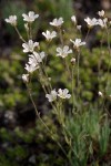 Thread-leaved Sandwort blossoms & foliage