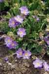 Polemonium pulcherrimum