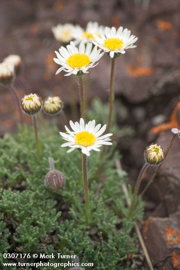 Erigeron compositus