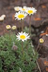 Cut-leaf Daisy blossoms & foliage detail