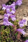 Davidson's Penstemon blossoms & foliage detail