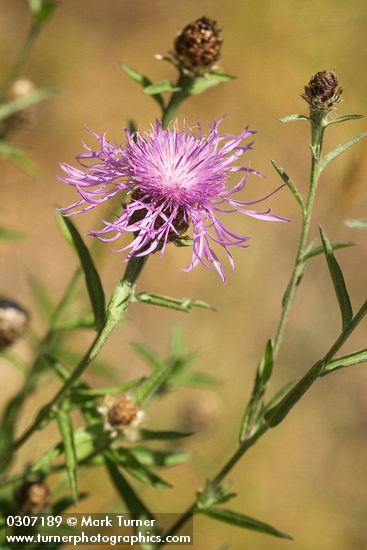 Centaurea biebersteinii