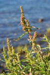 Rumex salicifolius