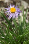 Aster alpigenus var. alpigenus