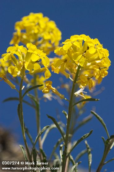 Erysimum capitatum