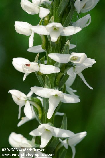 Platanthera dilatata var. dilatata