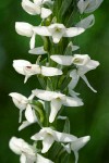 White Bog Orchid blossoms