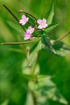 Smoothstem Fireweed