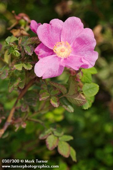 Rosa nutkana