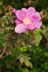 Nootka Rose blossom & foliage