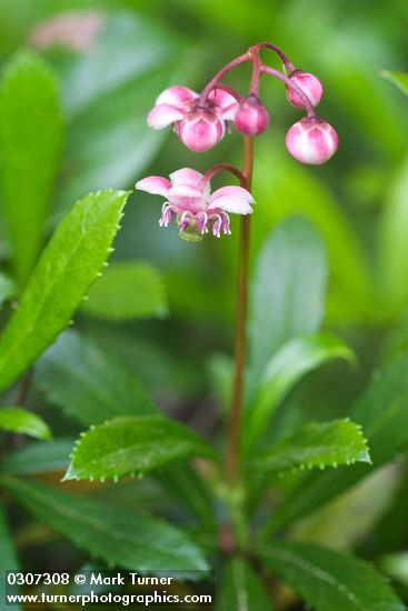 Chimaphila umbellata