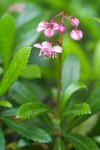 Pipsissewa blossoms & foliage