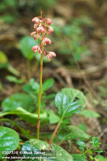 Pyrola asarifolia