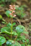 Heart-leaved Pyrola (Bog Wintergreen)