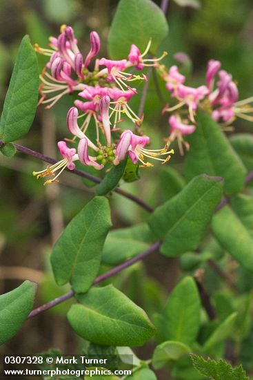 Lonicera hispidula