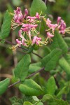 Lonicera hispidula