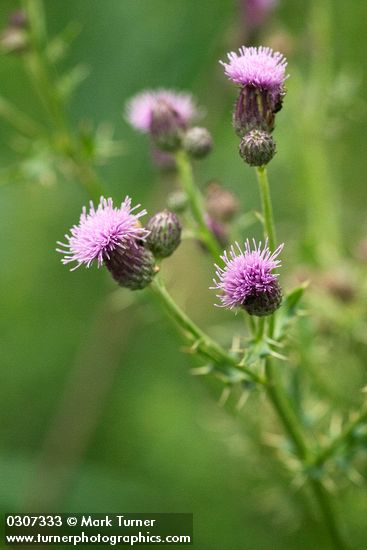 Cirsium arvense