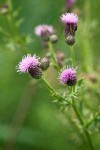 Canada Thistle blossoms