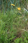 Perennial Sow Thistle