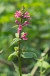 Mexican Hedge Nettle blossoms & foliage