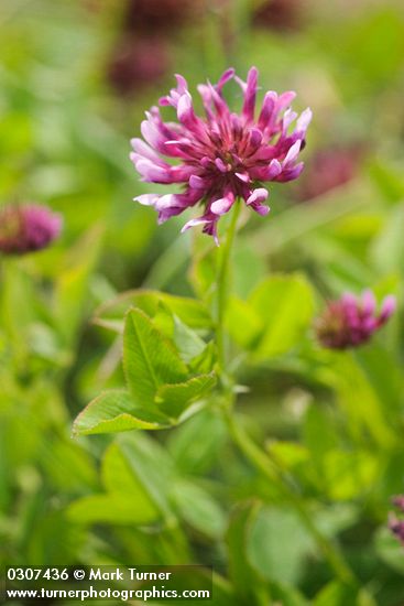 Trifolium wormskioldii