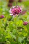 Trifolium wormskioldii