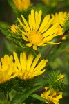 Grindelia integrifolia