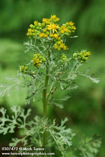 Senecio jacobaea