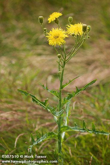 Sonchus arvensis