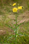 Sonchus arvensis