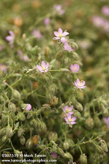 Spergularia macrotheca