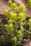 Castilleja glandulifera