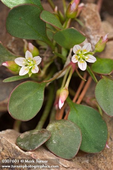 Claytonia megarhiza var. bellidifolia