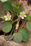 Claytonia megarhiza var. bellidifolia