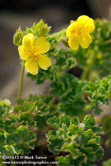 Potentilla brevifolia