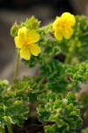 Shortleaf Cinquefoil blossoms & foliage detail