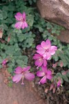 Epilobium obcordatum