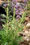 Silky Phacelia