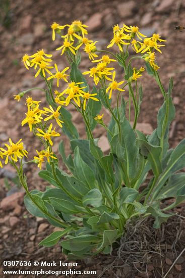 Senecio crassulus